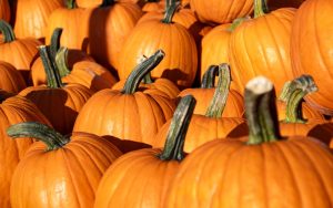 pumpkins, harvest, pumpkin patch, autumn, fall, vegetables, farmer's market, produce, squash, gourd, halloween, thanksgiving, food, pumpkins, gourd, halloween, halloween, halloween, halloween, halloween, thanksgiving